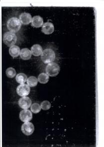 IL MARCHIO E COSTITUITO DA STRASS CHE FORMANO LA LETTERA S E SOTTOSTANTE ATTACCATA LA LETTERA F MARCHIO E COSTITUITO DA STRASS CHE FORMANO LA LETTERA S E SOTTOSTANTE ATTACCATA LA LETTERA F IL MARCHIO E COSTITUITO DA STRASS CHE FORMANO LA LETTERA S E SOTTOSTANTE ATTACCATA LA LETTERA F
