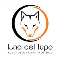 czechoslowakian wolfdogil wolfdog czechoslovakian cecoslovacco