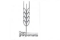 Si adotta la seguente descrizione e rappresentazione del marchio figurativo: scritta Grano granpiemonte, su due righe; Grano scritto in corsivo Si adotta la seguente descrizione e rappresentazione del marchio figurativo: scritta Grano granpiemonte, su due righe; Grano scritto in corsivo con la prima lettera maiuscola, nella riga superiore e granpiemonte scritto minuscolo, attaccato ed in grassetto nella riga inferiore. Sopra le scritte compare la spiga stilizzata con 8 chicchi posti simmetrici sull asse centrale e 3 ariste nella parte alta rispettivamente dell asse centrale e dai due chicchi più esterni ed apicali. A fianco della scritta Grano compare una riga orizzontale perpendicolare alla spiga Si adotta la seguente descrizione e rappresentazione del marchio figurativo: scritta Grano granpiemonte, su due righe; Grano scritto in corsivo