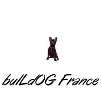 al centro cane bulldog francese seduto sulle due zampe anteriori, il collo piegato verso dx ed il collare rosa. la