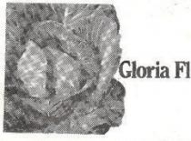 Gloria F1