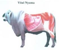 Vital Nyama