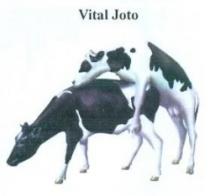 Vital Joto