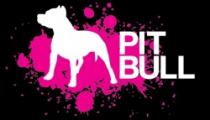PIT BULL
