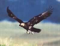 BLACK EAGLES 79