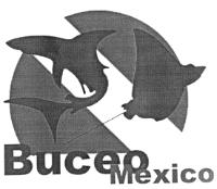 BUCEO MEXICO