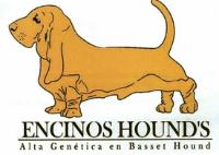 ENCINOS HOUNDS ALTA GENÉTICA EN BASSET HOUND