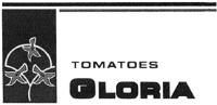 TOMATOES GLORIA