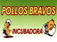 POLLOS BRAVOS INCUBADORA