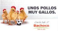 UNOS POLLOS MUY GALLOS. CON LA SUB 17 BACHOCO TODOS LOS DÍAS