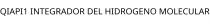 QIAPI1 INTEGRADOR DEL HIDROGENO MOLECULAR