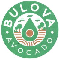 BULOVA AVOCADO