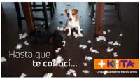 HASTA QUE TE CONOCÍ... KOTA