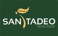 SAN TADEO AVOCADOS