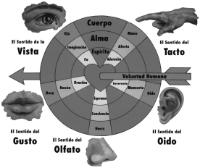 CUERPO ALMA ESPÍRITU EL SENTIDO DEL TACTO MANO AFECTO ADORACIÓN EL SENTIDO DEL OIDO OIDO MEMORIA REVERENCIA EL SENTIDO DEL OLFATO NARIZ CONCIENCIA ESPERANZA EL SENTIDO DEL GUSTO BOCA RAZÓN ORACIÓN EL SENTIDO DE LA VISTA OJO IMAGINACIÓN FE