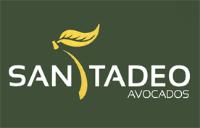 SAN TADEO AVOCADOS