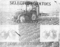 SELECTED TOMATOES EL SAUCITO