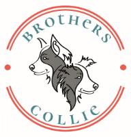 BROTHERS COLLIE
