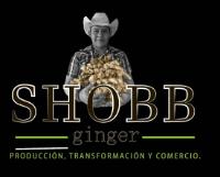 SHOBB GINGER