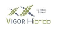 VIGOR HÍBRIDO