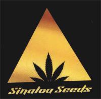 SINALOA SEEDS
