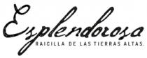 ESPLENDOROSA DE LAS TIERRAS ALTAS