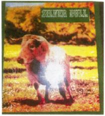 SILVER BULL