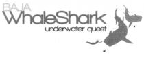 BAJA WHALE SHARK UNDERWATER QUEST