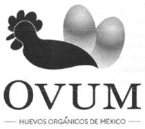 OVUM