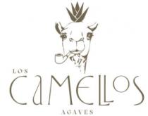 LOS CAMELLOS AGAVES