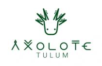 AXOLOTE TULUM