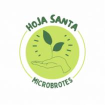 HOJA SANTA MICROBROTES