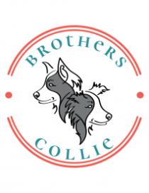 BROTHERS COLLIE