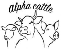 ALPHA CATTLE