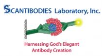 SCANTIBODIES LABORATORY; INC. HARNESSING GOD'S ELEGANT ANTIBODY CREATION