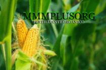 MMMPLUSORG