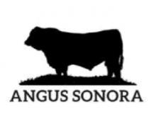 ANGUS SONORA