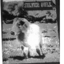 SILVER BULL