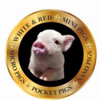 WHITE & RED MINI PIGS NANO PIGS POCKET PIGS MICRO PIGS