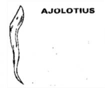 AJOLOTIUS