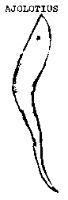 AJOLOTIUS