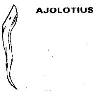 AJOLOTIUS