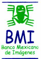 BMI
