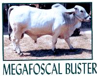 MAGAFOSCAL BUSTER