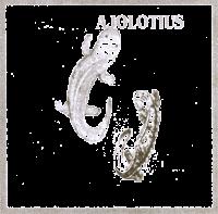 AJOLOTIUS