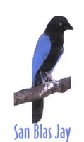 SAN BLAS JAY
