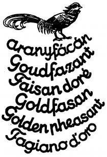 aranyfácán Goudfazant Faisan doré Goldfasan Golden Pheasant Fagiano d'oro