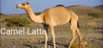 Camel Latte