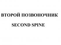 ВТОРОЙ ПОЗВОНОЧНИК SECOND SPINE