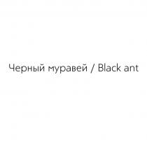 Черный муравей / Black ant